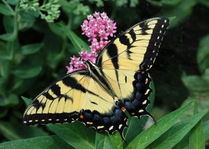 Tiger_Swallowtail_Butterfly